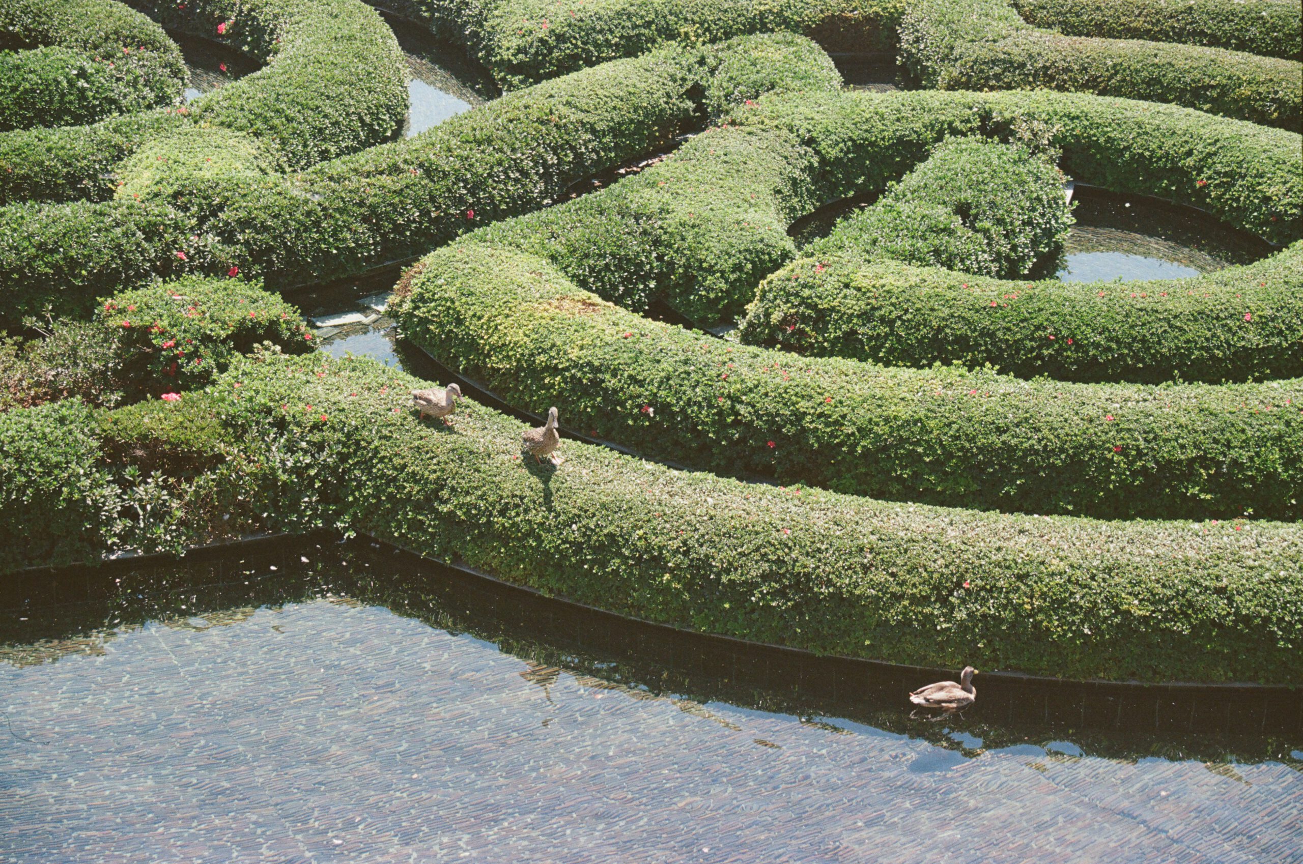 A photo taken on 35mm color film of three ducks on the pond in The Getty Gardens. 